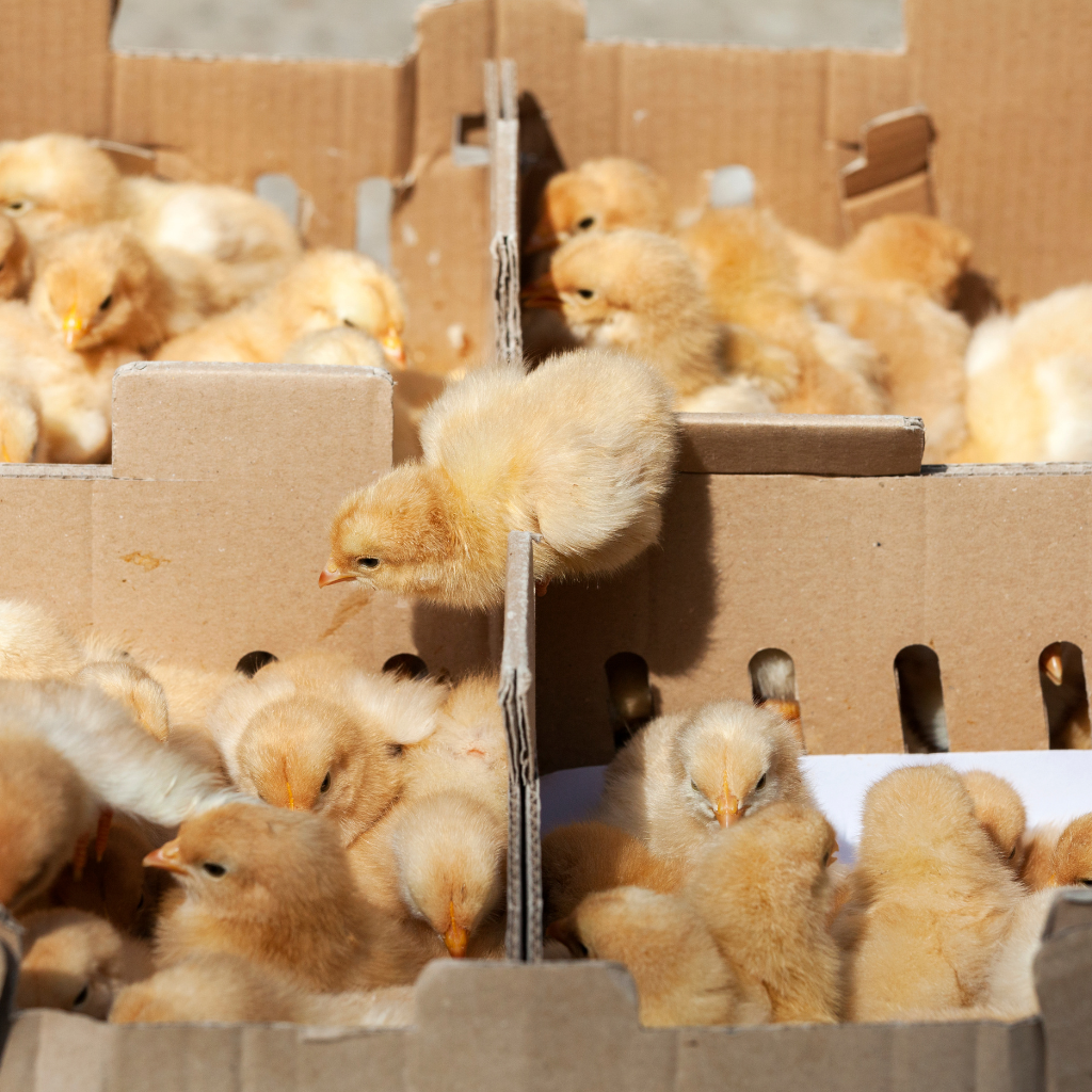 Solutions spécifiques pour le transport de poussins, alliant bien-être animal, hygiène et respect des normes.